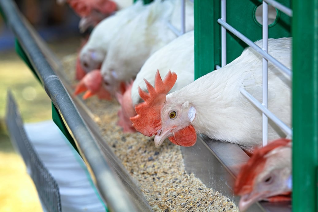 White chicken are contained in a poultry farm