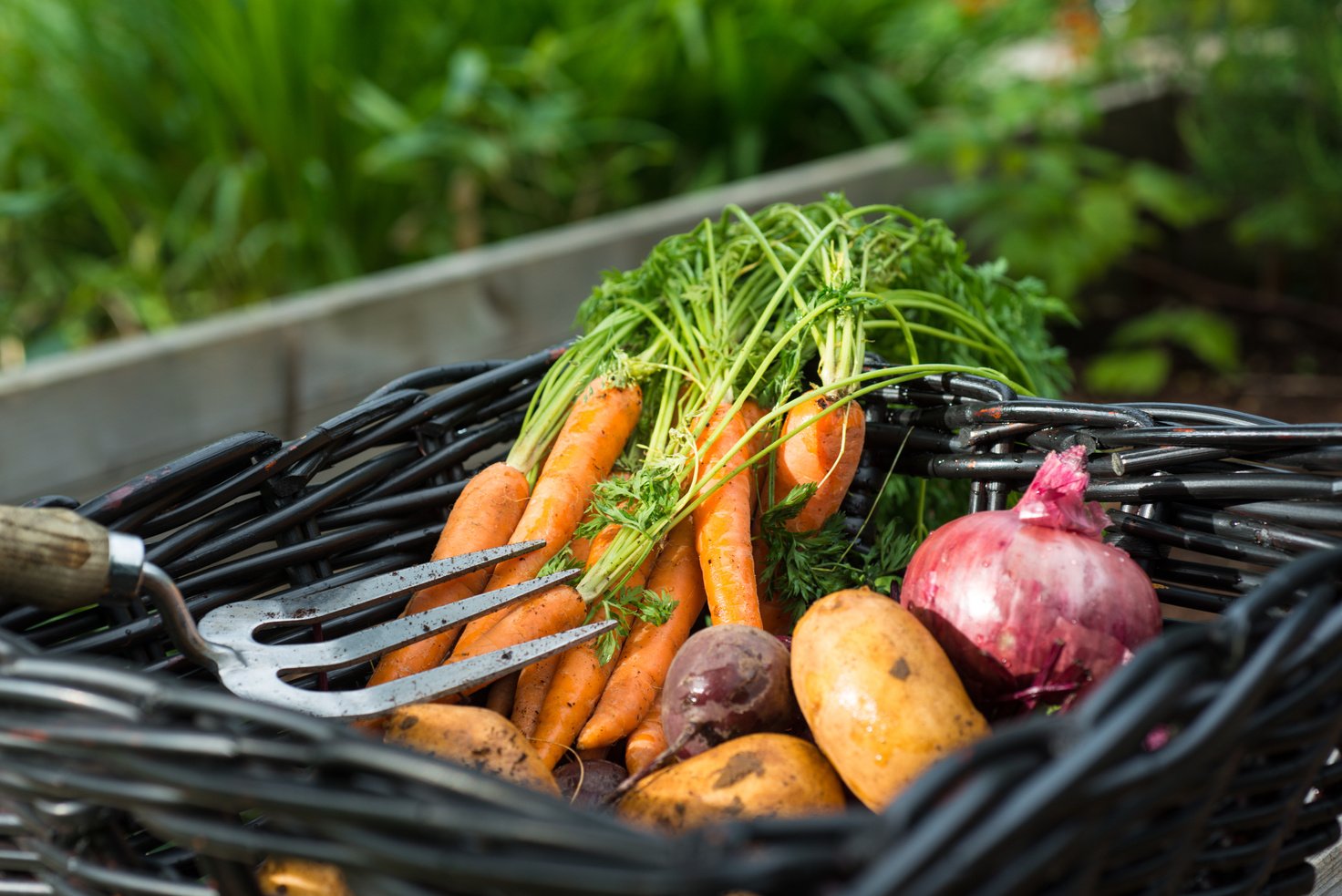 Basket of fresh vegatables